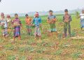 পেয়াঁজের বাম্পার ফলনে ব্যাপক উৎসাহ কৃষকের