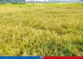 যুবলীগ নেতার পাকা ধান কেটে নিয়ে গেলেন