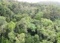 অস্ট্রেলিয়ার রেইনফরেস্ট কার্বন বেশি ছাড়ছে