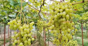 আঙুর চাষে সম্ভাবনার নতুন দিগন্ত