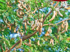 রহস্যঘেরা তেঁতুল গাছ