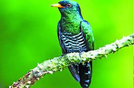 প্রকৃতির সৌন্দর্য পান্না
