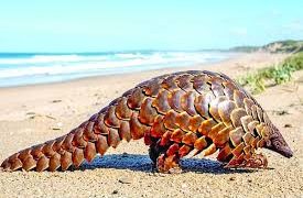 আঁশে মোড়া নিঃশব্দ প্রহরী বনরুই