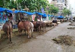 থানার নাকের ডগায় রাস্তা দখল করে পশুর হাট