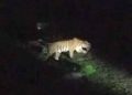 আবারও সুন্দরবনে দেখা মিলল রয়েল বেঙ্গল টাইগারের