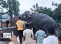 ফিরেছে হাতি ‘সম্রাট’ ও ‘নিহারকলি’