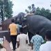 ফিরেছে হাতি ‘সম্রাট’ ও ‘নিহারকলি’