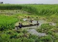 লক্ষ্যমাত্রা ছাড়িয়েছে পাটের আবাদ