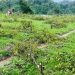 গাছের শত্রু বন বিভাগ