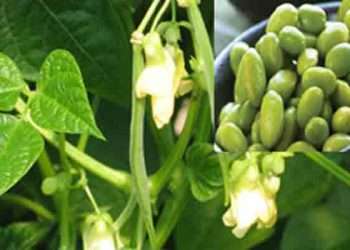 লবণসহিষ্ণু সয়াবিনের দুটি নতুন জাত উদ্ভাবন