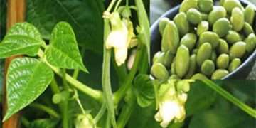 লবণসহিষ্ণু সয়াবিনের দুটি নতুন জাত উদ্ভাবন