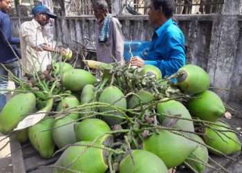 চাহিদা বাড়লেও ডাবের উৎপাদন কমছে