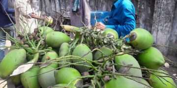 চাহিদা বাড়লেও ডাবের উৎপাদন কমছে