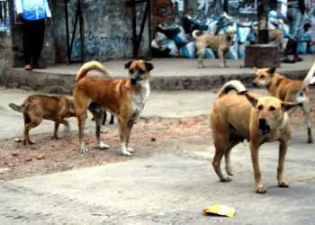 কুকুরের কামড়ের ভ্যাকসিন দিচ্ছে না চসিক
