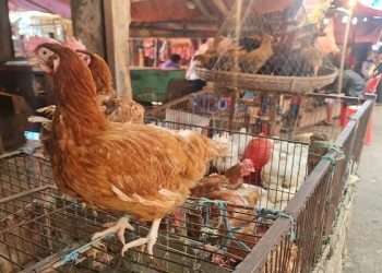 রোগ সংক্রমণের ঝুঁকি বেশি মুরগির বাজারে