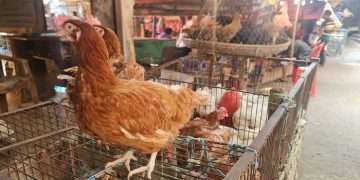 রোগ সংক্রমণের ঝুঁকি বেশি মুরগির বাজারে