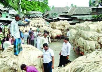 বাজারে পাটের দাম পড়তির দিকে