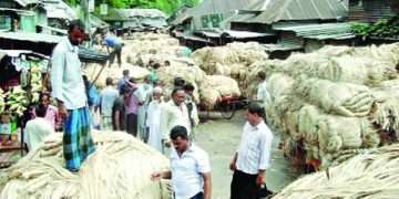 বাজারে পাটের দাম পড়তির দিকে