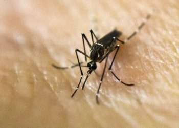 এডিস মশা ছড়িয়েছে প্রত্যন্ত গ্রামে