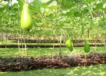 ভাসমান পদ্ধতিতে সবজি চাষে ভাগ্য বদল কৃষকের