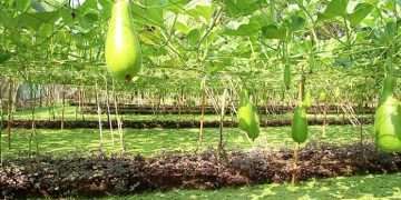 ভাসমান পদ্ধতিতে সবজি চাষে ভাগ্য বদল কৃষকের