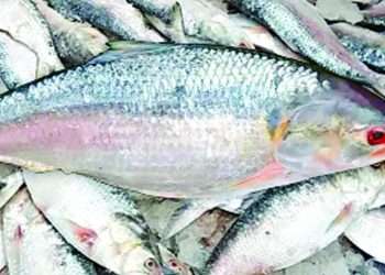 ইলিশের চড়া দামের নেপথ্যে