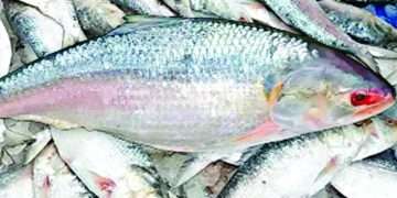 ইলিশের চড়া দামের নেপথ্যে