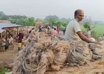 সিন্ডিকেটের কবজায় রাজশাহীর পাটের বাজার