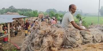 সিন্ডিকেটের কবজায় রাজশাহীর পাটের বাজার