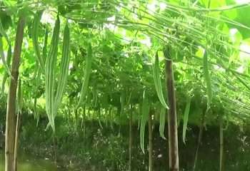 রাজশাহীতে ‘নিরাপদ সবজি’