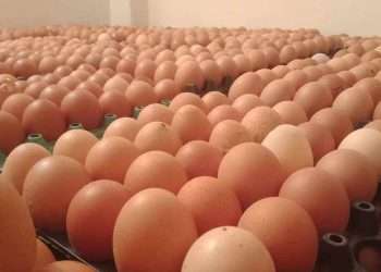 বিশ্ববাজারে প্রতিটি ডিম ৫.৬১ টাকা, দেশে সাড়ে ১২ টাকা