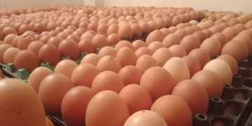 বিশ্ববাজারে প্রতিটি ডিম ৫.৬১ টাকা, দেশে সাড়ে ১২ টাকা