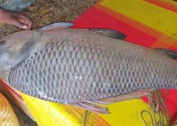 গোয়ালন্দে ২০ কেজির কাতলা ৩৮ হাজারে বিক্রি