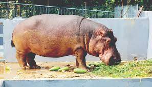 এক জোড়া বাঘের পরিবর্তে চট্টগ্রাম চিড়িয়াখানা পেল জলহস্তী