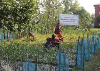 সুন্দরবনের পাশে সৃষ্টি করা হচ্ছে ‘ম্যানগ্রোভ গ্রাম’