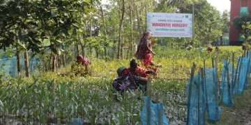 সুন্দরবনের পাশে সৃষ্টি করা হচ্ছে ‘ম্যানগ্রোভ গ্রাম’