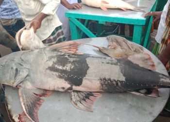 পদ্মায় জেলের জালে ২৫ কেজি ওজনের বাঘাইড়