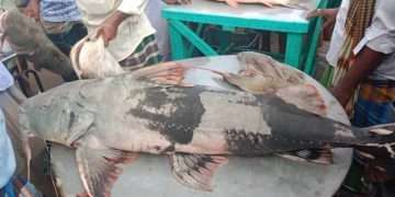 পদ্মায় জেলের জালে ২৫ কেজি ওজনের বাঘাইড়