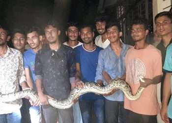 রাউজানে একটি বাড়িতে অজগর