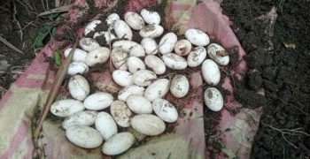 বাঁশঝাড়ে ৪২ সাপের ডিম, এলাকায় আতঙ্ক