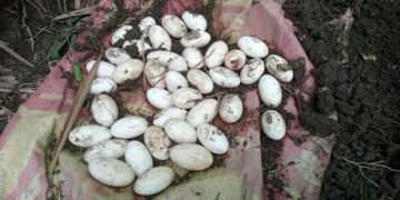 বাঁশঝাড়ে ৪২ সাপের ডিম, এলাকায় আতঙ্ক