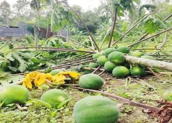 পেঁপে গাছ কেটে প্রতিশোধ!