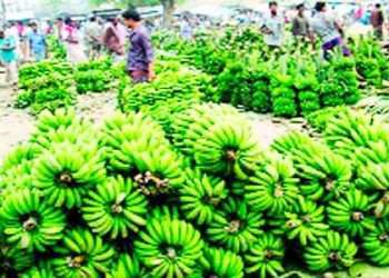 সখীপুরের বিখ্যাত কলার হাট