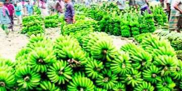 সখীপুরের বিখ্যাত কলার হাট