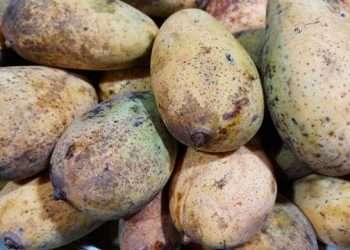 অসময়ে আম মিলছে রংপুরের বাজারে