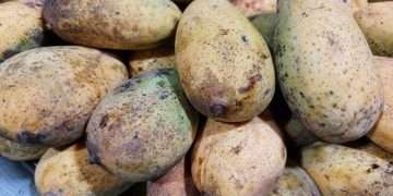 অসময়ে আম মিলছে রংপুরের বাজারে