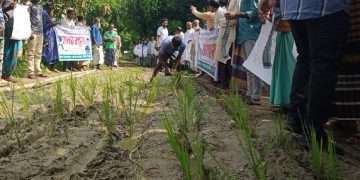 সড়কে ধানের চারা লাগিয়ে এলাকাবাসীর প্রতিবাদ