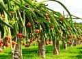 ঝিনাইদহ এখন ড্রাগন ফলের জেলা