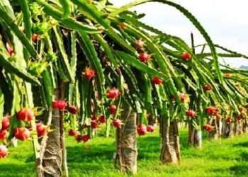 ঝিনাইদহ এখন ড্রাগন ফলের জেলা