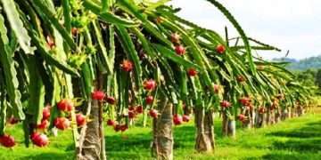 ঝিনাইদহ এখন ড্রাগন ফলের জেলা